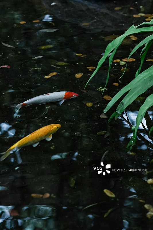 阴雨天广州兰圃水面倒影与水中金鱼图片素材