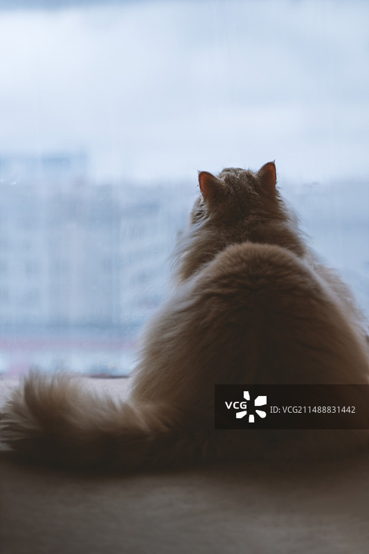 好奇的乳白色英国长毛猫咪，用大眼睛好奇的看着主人，调皮又期待的样子，是想主人奖励宠物零食了，太贪吃了图片素材