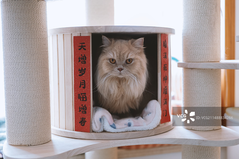 乳黄色的英国长毛猫咪，很喜欢贴了中国新年对联的猫爬架猫窝，有年味，很开心图片素材
