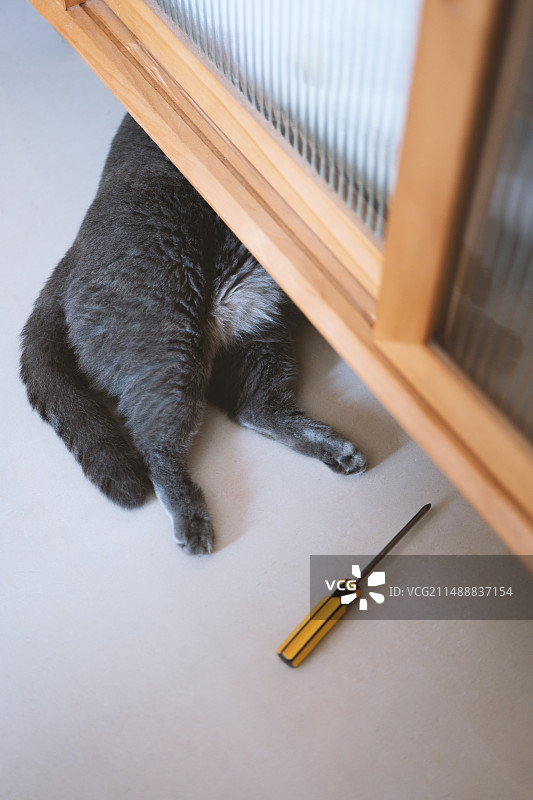 灰色的英国短毛猫正在修理家具，它就像一名专业的维修师傅，维修工具也都准备齐全，看起来像是在睡觉图片素材