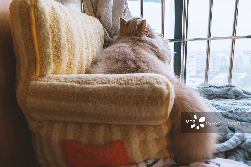 乳黄色的英国长毛猫，站在飘窗上看着窗外的阴天景色，很好奇的看着乌云图片素材