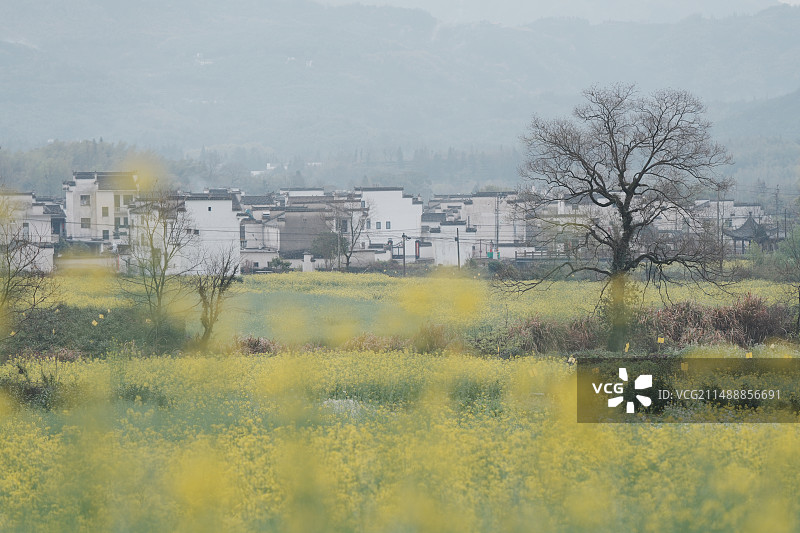 卢村油菜花图片素材