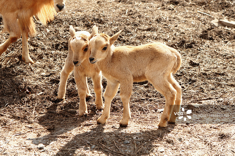 动物世界图片素材