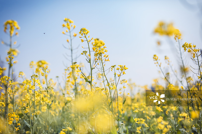 春天盛开的油菜花图片素材