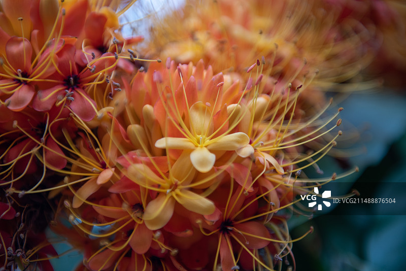 盛开的无忧花朵图片素材