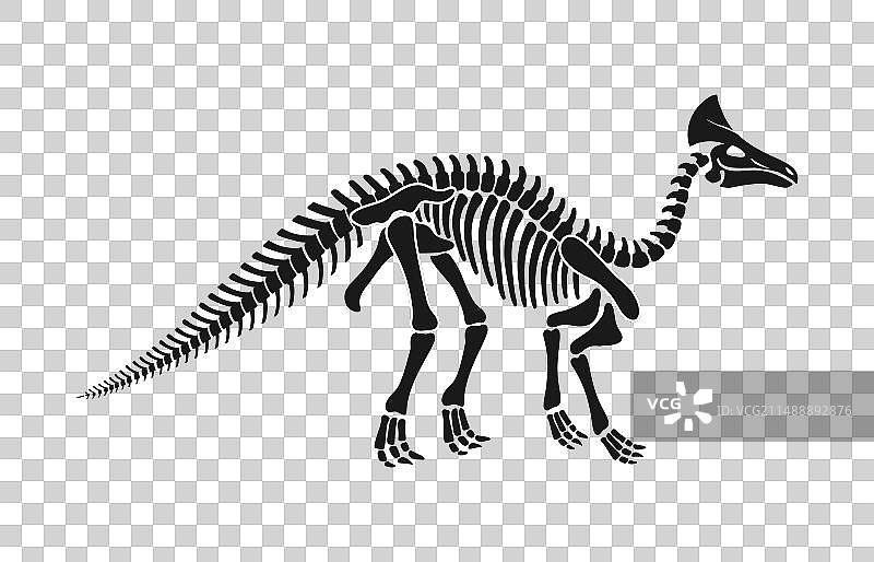 奥洛罗泰坦恐龙骨骼化石图片素材