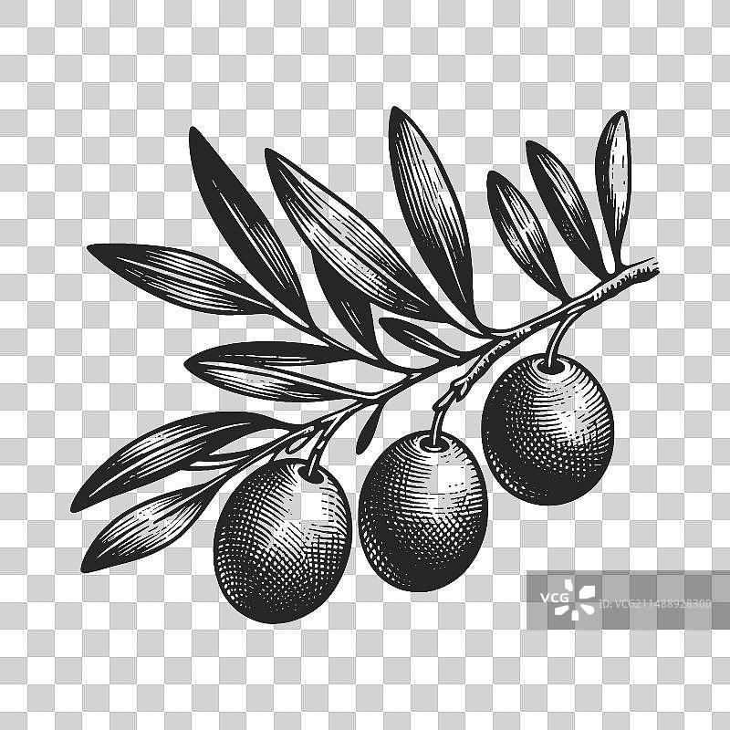 橄榄枝植物素描图片素材