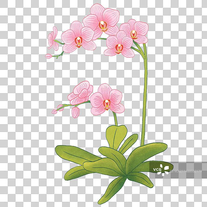 中国风线性插画蝴蝶兰图片素材