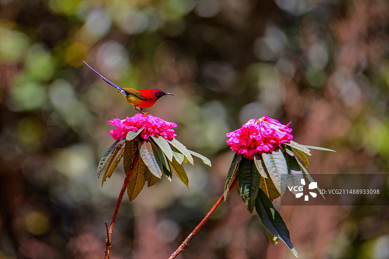 太阳鸟赏花来图片素材