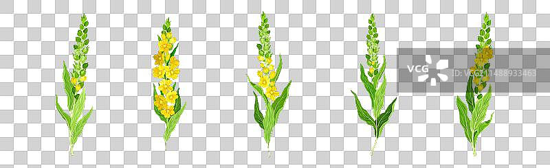 毛蕊花药草和开花草地植物图片素材