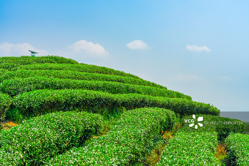 蓝天白云下的广西柳州三江布央仙人山茶园春茶风光图片素材