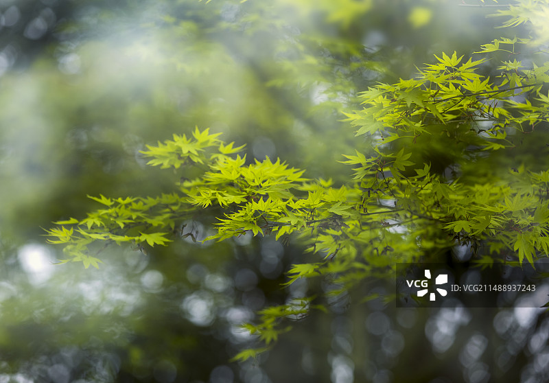 烟岚云岫的鸡爪槭树图片素材