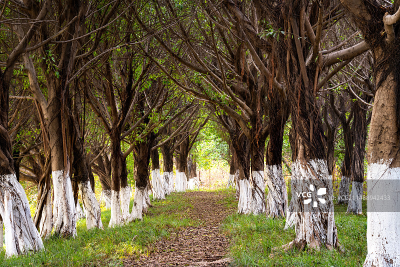 阳光下的树林与小路图片素材