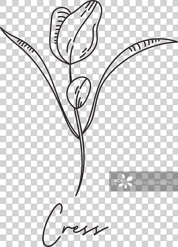 豆瓣菜微型蔬菜素描图片素材