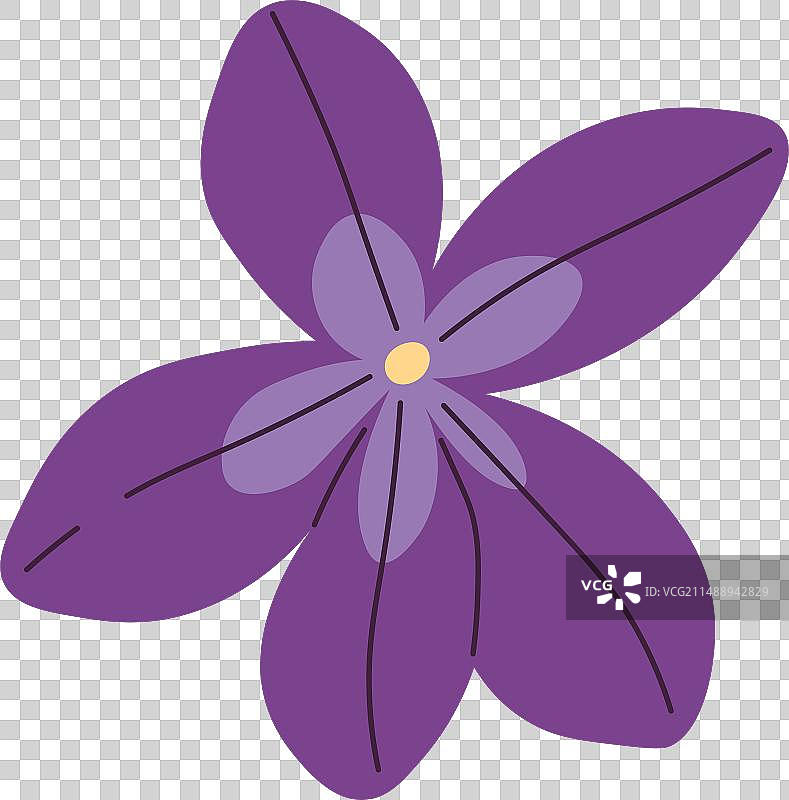 中提琴花朵图片素材