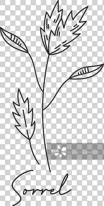 酢浆草嫩芽写生图片素材