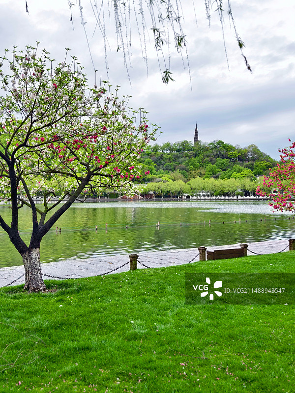 白堤春早图片素材