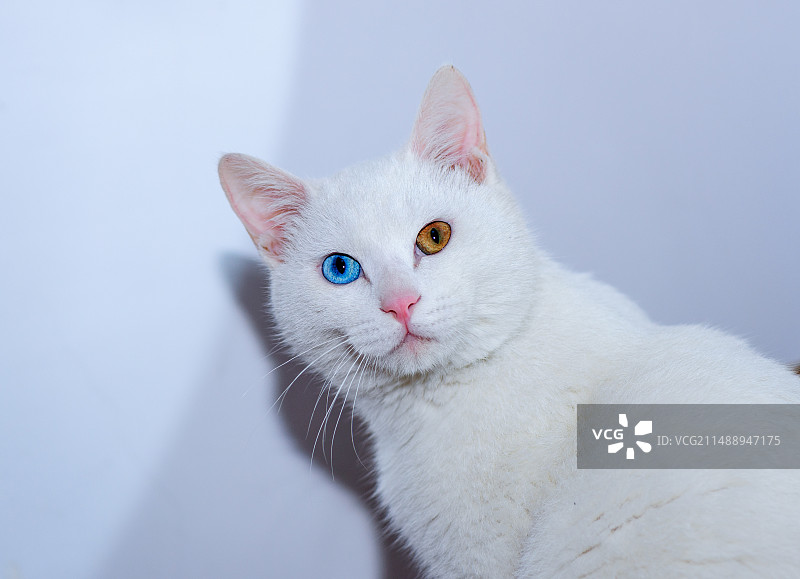 橙蓝两色眼晴的猫图片素材