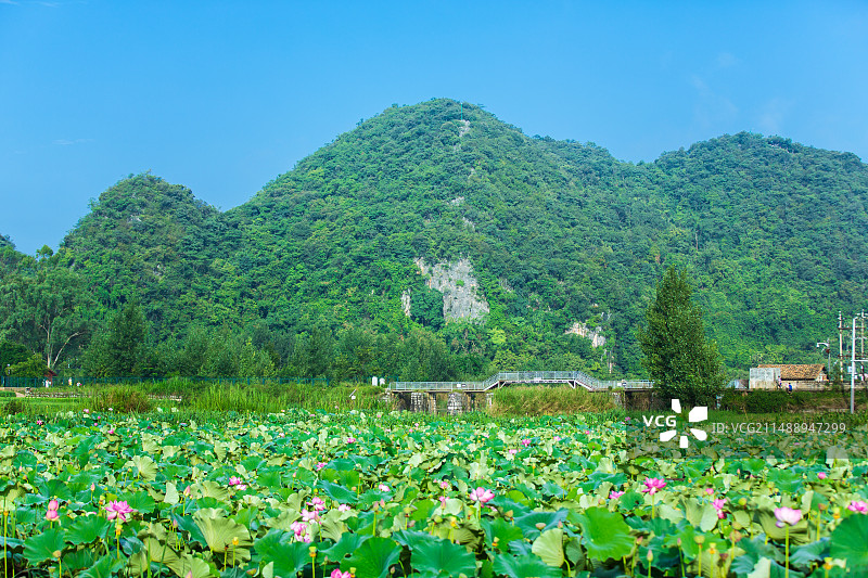 中国云南省文山州丘北县普者黑情人桥景区图片素材