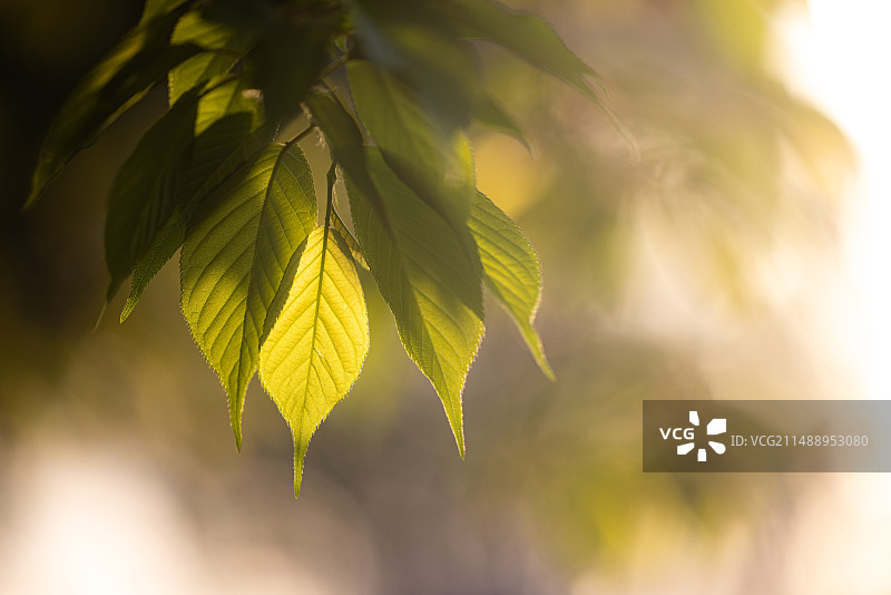 黄昏逆光下的树叶特写图片素材