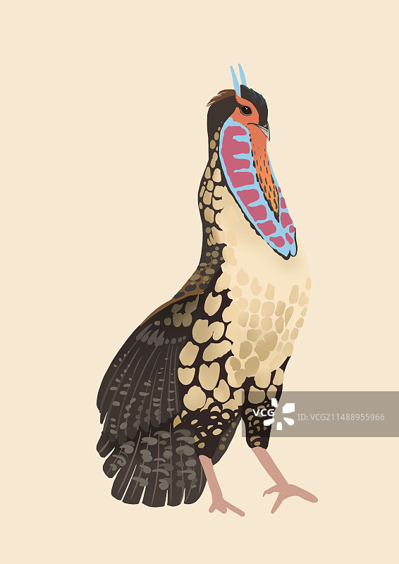 小动物图片素材