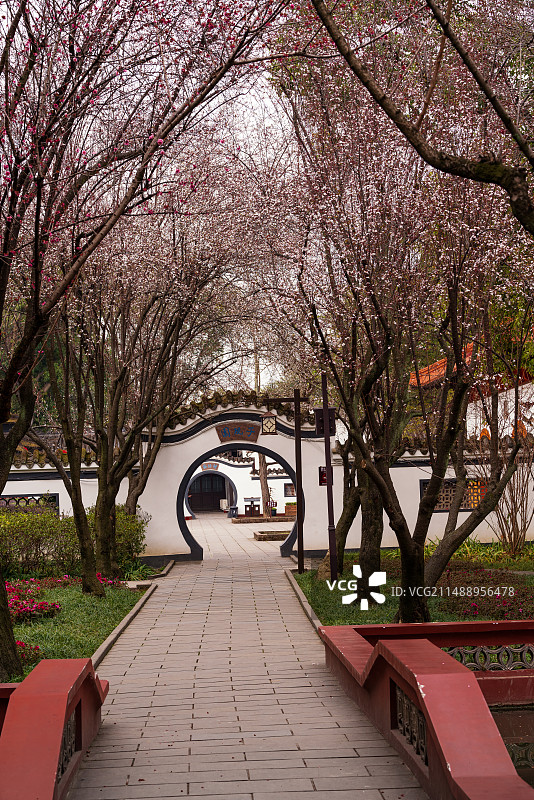 成都望丛祠子规园紫叶李盛开图片素材