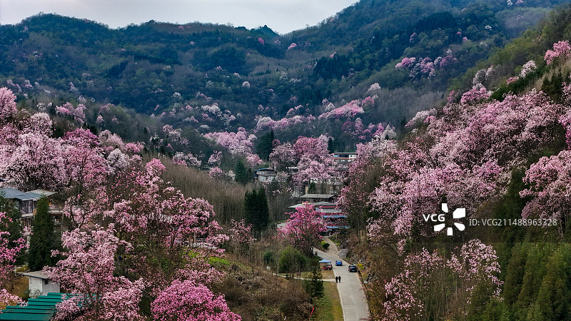 四川省绵阳市江油吴家后山辛夷花图片素材