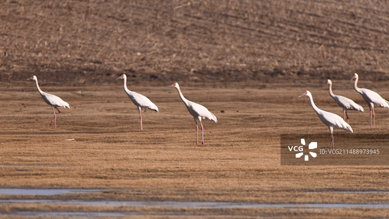 准备起飞的白鹤群图片素材