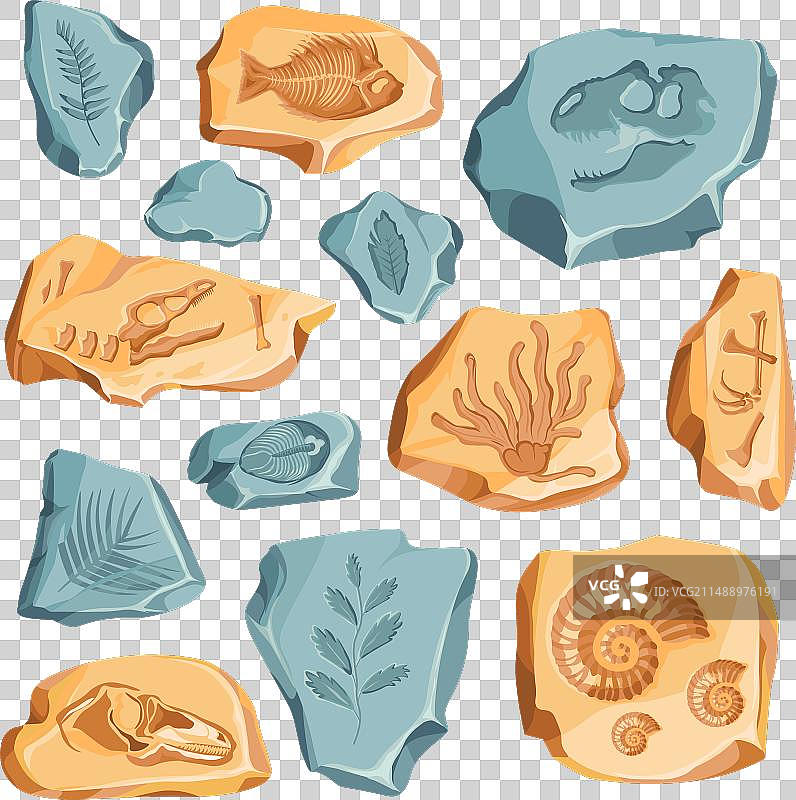 考古化石：菊石和海洋化石图片素材