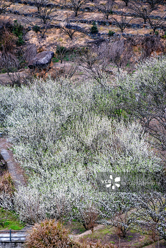 浙江嵊州金庭镇春天山坡盛放的桃形李花图片素材