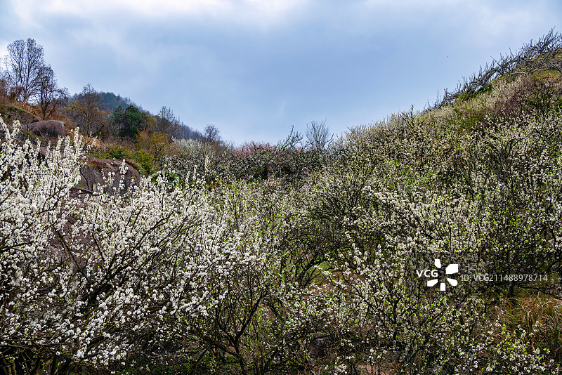 浙江嵊州金庭镇春天山坡盛放的桃形李花图片素材