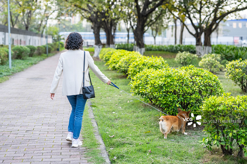 女人牵着一只柯基狗图片素材