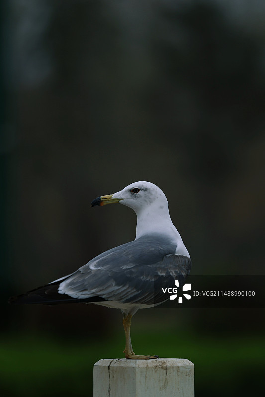 《回眸》图片素材