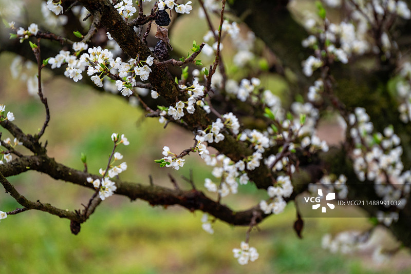 浙江嵊州金庭镇春天盛开的桃形李花特写图片素材
