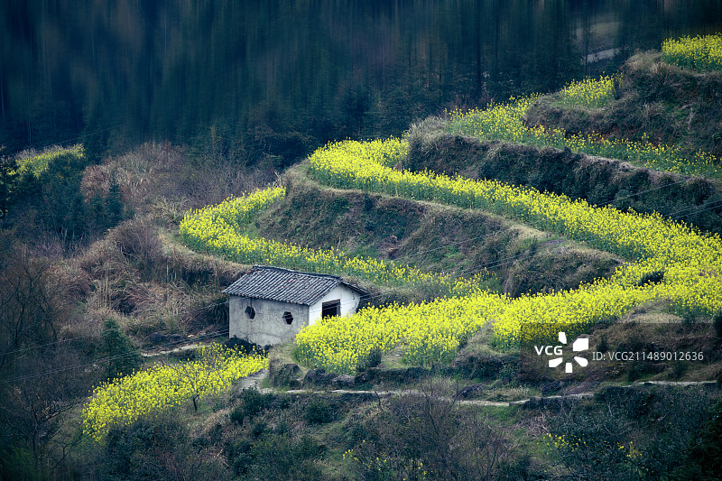 岭上春光-拍摄于婺源江岭图片素材