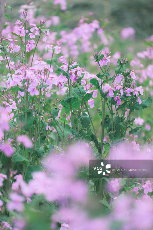 春天清新二月兰植物摄影静物素材多视角组图图片素材