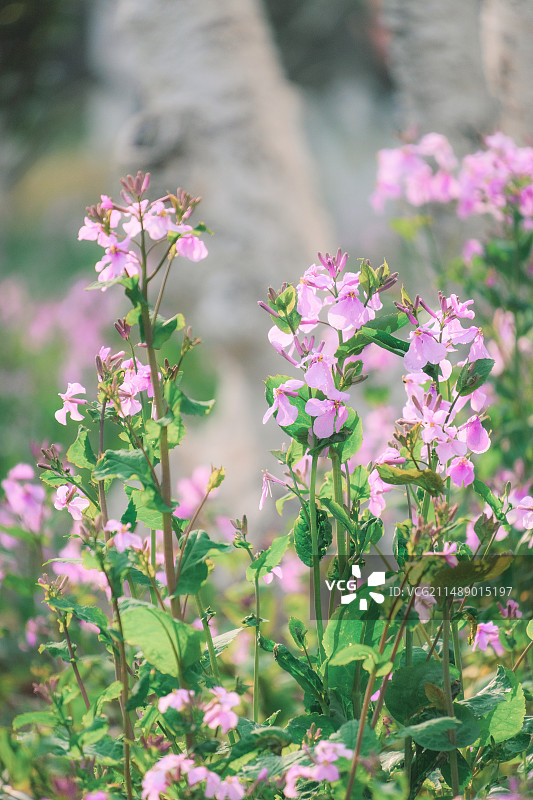 春天清新二月兰植物摄影静物素材多视角组图图片素材