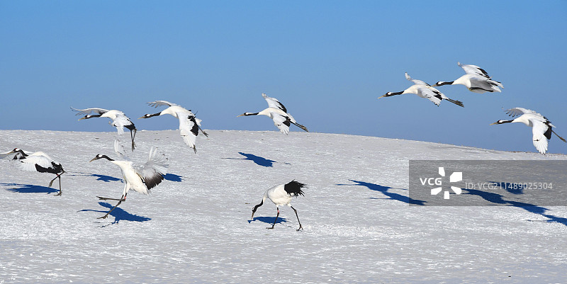 中国•扎龙•丹顶鹤图片素材
