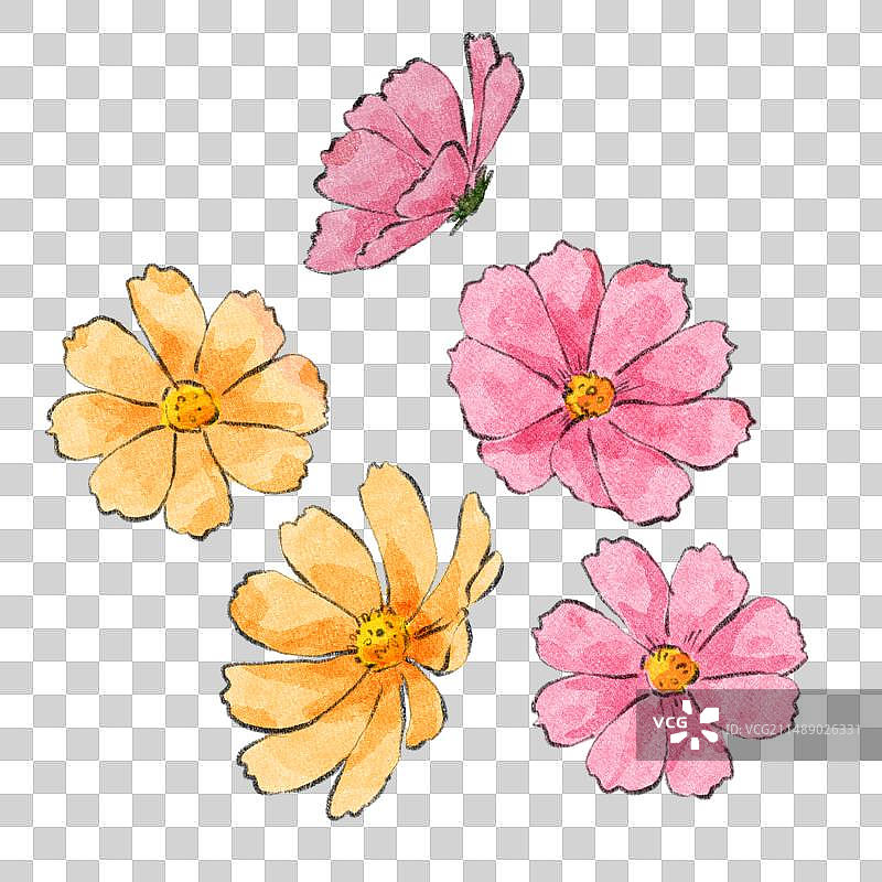 格桑花图片素材