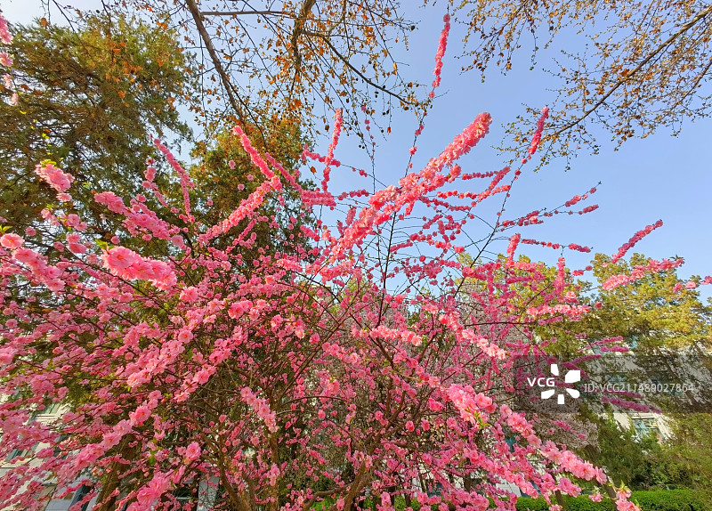 蓝天下盛开的粉红色榆叶梅花丛图片素材