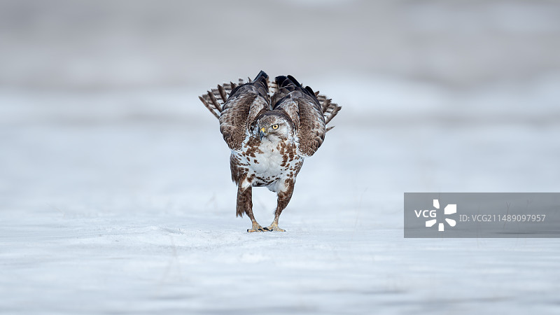 雪版大鵟图片素材
