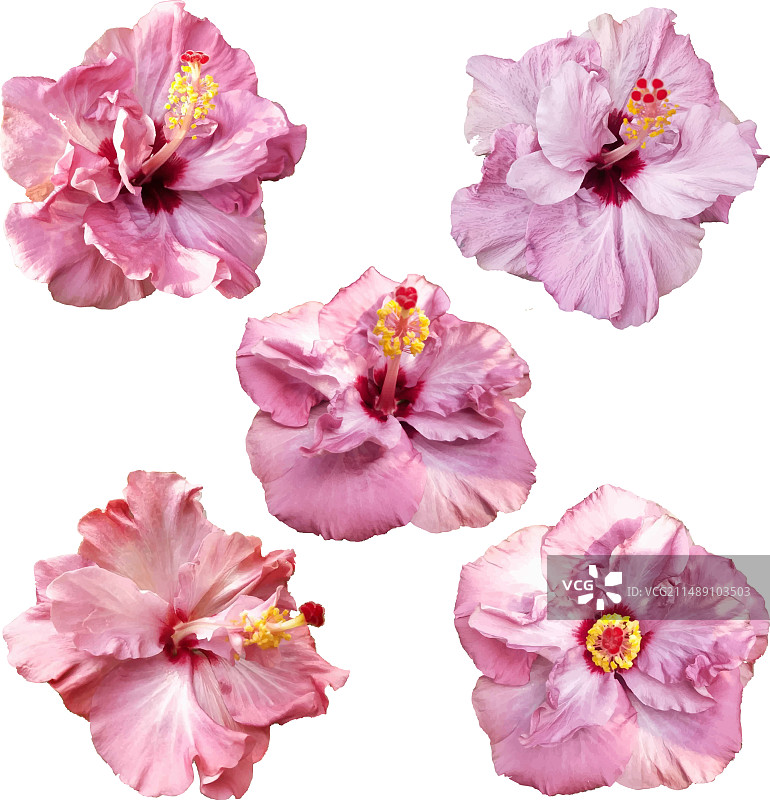 美丽的重瓣热带扶桑花图片素材