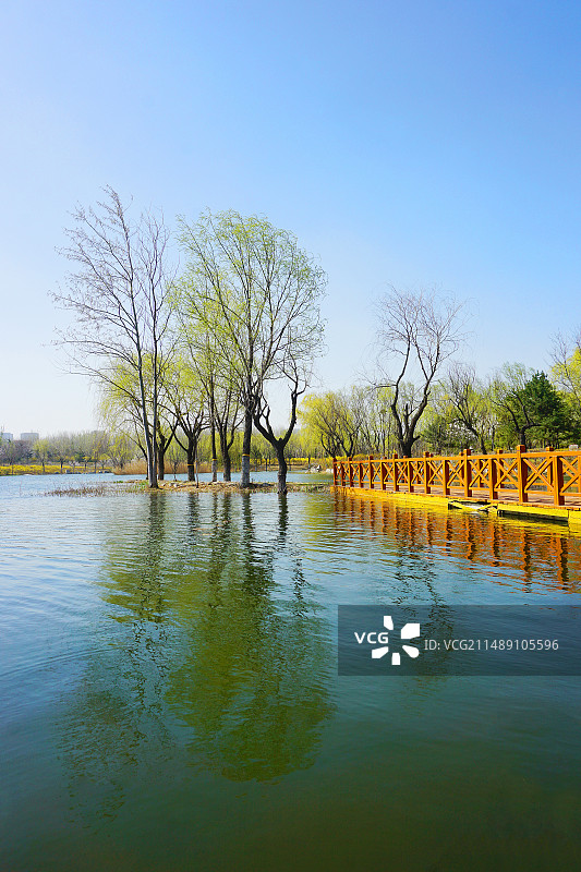 潍坊浞河 水中柳图片素材
