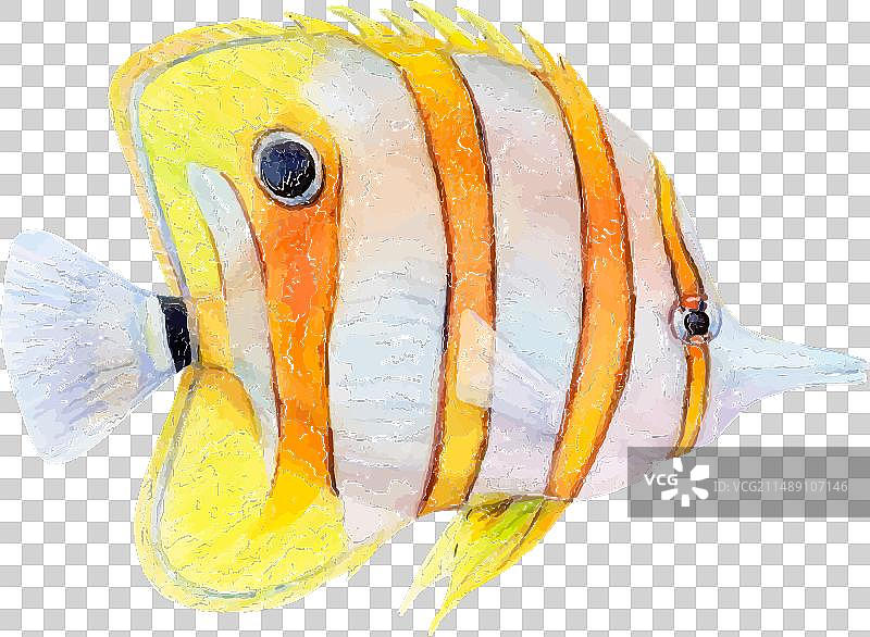 白色背景上的水彩蝴蝶鱼图片素材