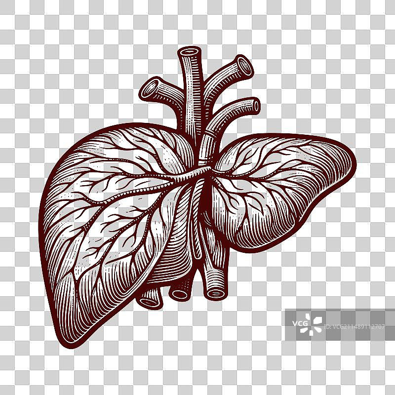 人类肝脏解剖草图图片素材