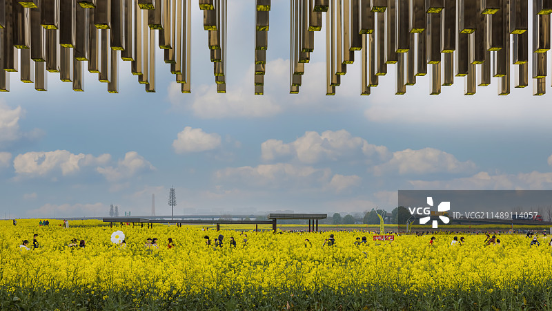 油菜花田风景图片素材