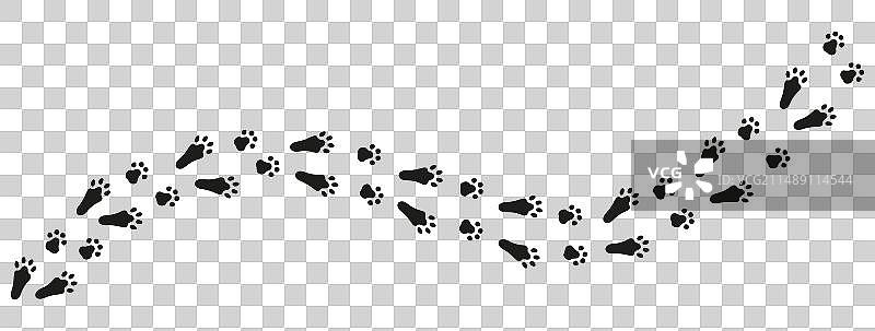 兔子或野兔的脚印形成对角线踪迹图片素材