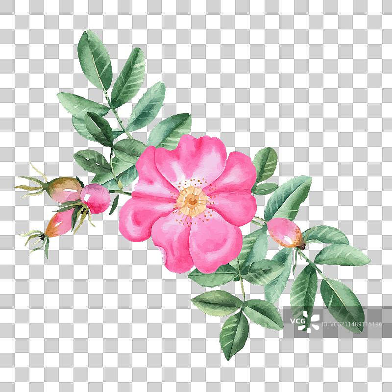 水彩野蔷薇花束组合图片素材
