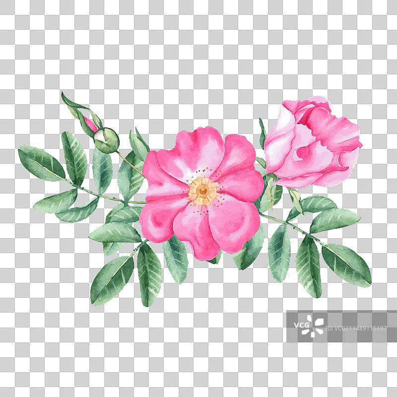 水彩野蔷薇花束组合图片素材