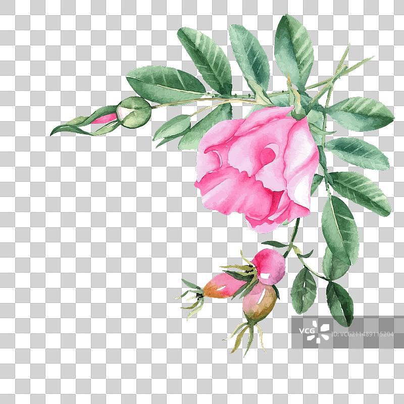 水彩犬蔷薇花束角落构图图片素材